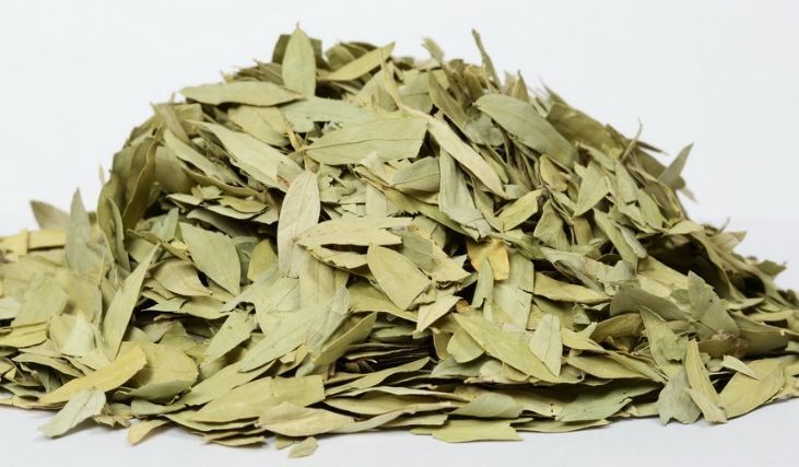 Dried Senna