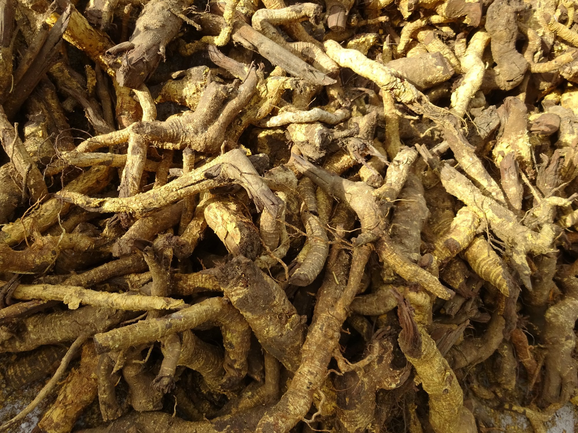 Natural Salacia Root