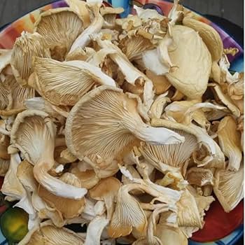 Oyster Mushroom