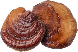 Ganoderma