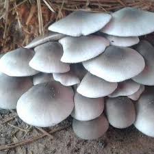 Paddy Straw Mushroom